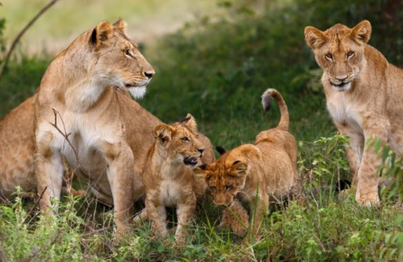 3 Days Masai Mara Camping Safari in Kenya 2023 3 Days Masai Mara Camping Safari in Kenya 2023