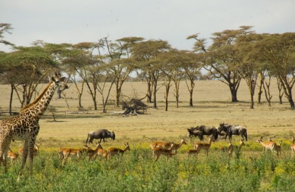 5 Days Masai Mara – Lake Nakuru – Lake Naivasha Camping Safari 2023