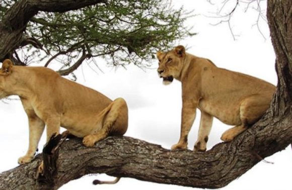 3 Days – Lake Manyara, Ngorongoro Crater and Tarangire Lodge Tour 2023