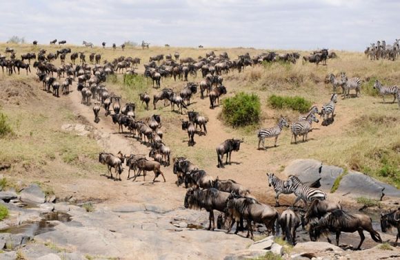 4 Days Masai Mara Migration and Lake Nakuru Camping Safari 2023