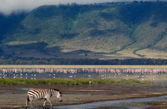 10 days Combined Kenya Tanzania camping Safari (Budget) 2023