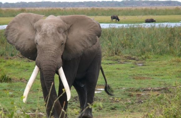5 Days Masai Mara, Lake Nakuru and Amboseli Lodge safari 2023