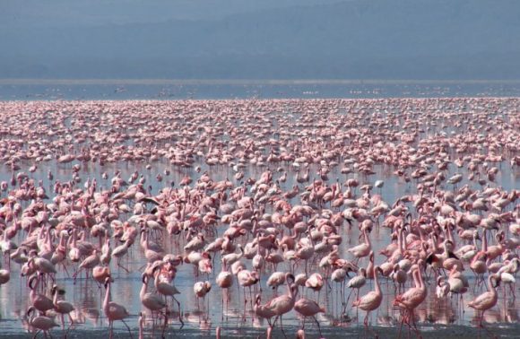 6 Days Masai Mara, Lake Nakuru & Amboseli Budget safari 2023