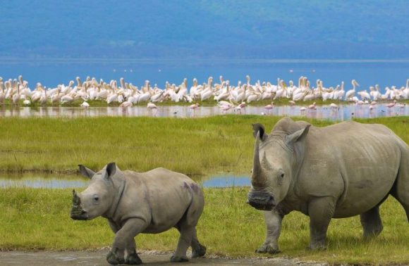 7 Days Masai Mara, Lake Nakuru, Naivasha and Amboseli Camping Safari 2023