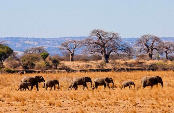 6 Days Lake Manyara, Serengeti, Ngorongoro & Tarangire Lodge 2023