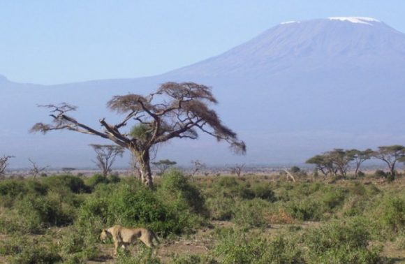 5 Days Masai Mara, Nakuru and Amboseli Private Safari 2023