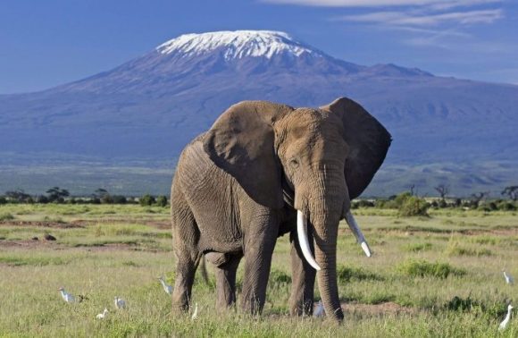 7 Days Masai Mara, Serengeti & Amboseli Safari Adventure