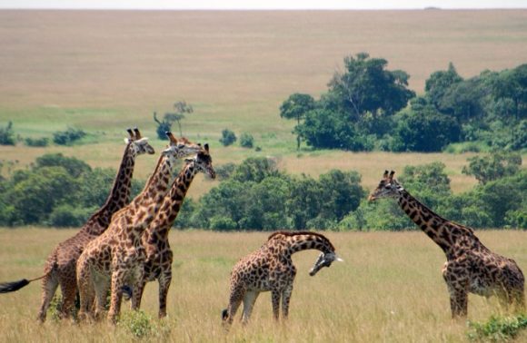 6 Days Masai Mara, Nakuru and Amboseli Private Safari 2023
