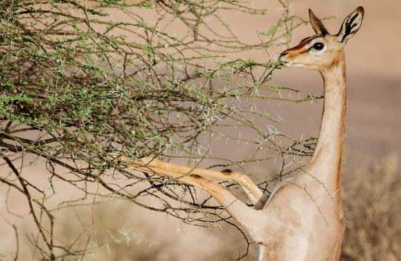 3 Days Samburu Private Safari Adventure 2023