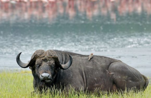 4 Days Masai Mara Migration & Lake Nakuru Lodge Safari 2023