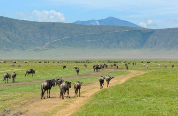 3 Days Ngorongoro and Serengeti Camping Safari 2023