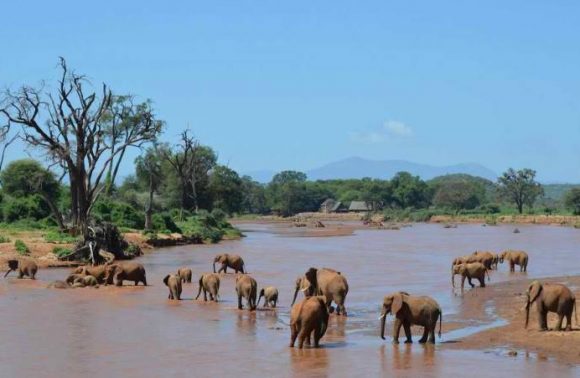 6 Days Samburu, Nakuru & Masai Mara Safari Package 2023