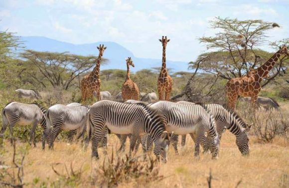 12 Days Combined Kenya & Tanzania Group Joining Safari 2023