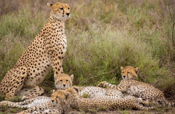 4 Days Lake Manyara, Serengeti & Ngorongoro Camping 2023