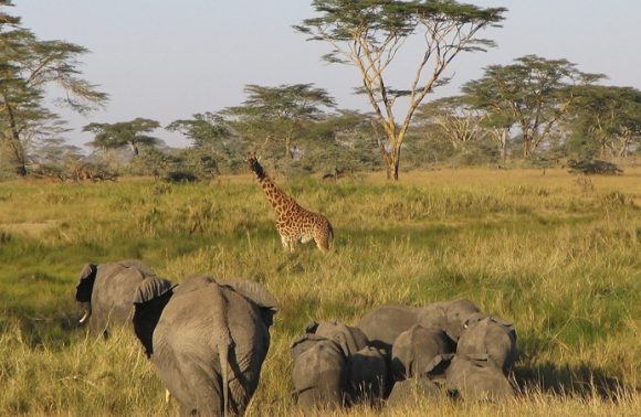 8 Days Tarangire, Lake Manyara, Ngorongoro, Serengeti Lodge 2023