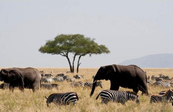 8 Days Tarangire, Lake Manyara, Ngorongoro, Serengeti Camping 2023