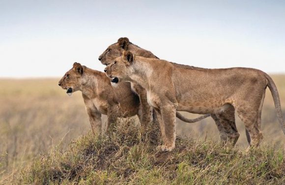 5 Days Lake Manyara, Serengeti & Ngorogoro Lodge safari 2023