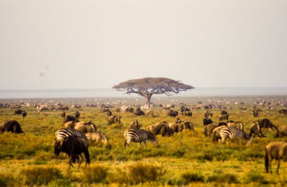5 Days – Lake Manyara, Serengeti and Ngorongoro Crater 2023