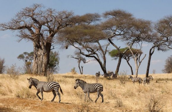 7 Days Manyara, Serengeti, Ngorongoro & Tarangire safari 2023