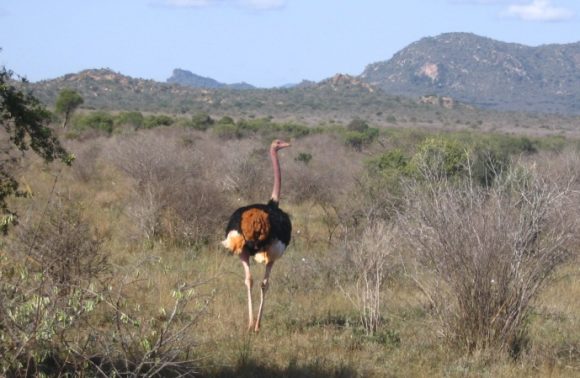 4 Days Tsavo West & Amboseli Private Safari 2023