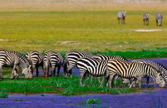6 Days Masai Mara, Lake Nakuru and Amboseli Lodge 2023