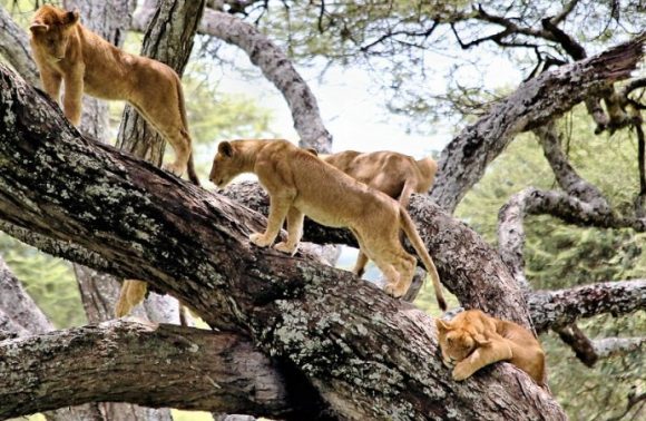 3 Days – Lake Manyara, Ngorongoro Crater and Tarangire Camping Safari 2023