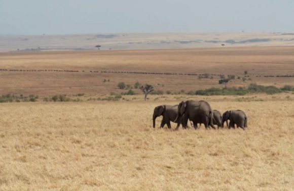 2-Days Masai Mara Lodge safari from Nairobi 2023