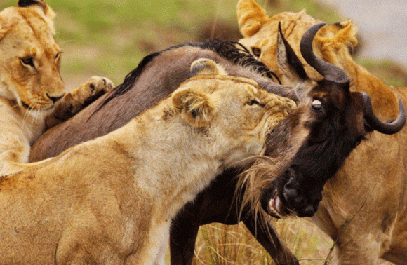 2 Days Masai Mara Private Safari Trip 2023