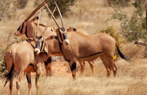 3 Days Samburu Lodge Safari Adventure 2023