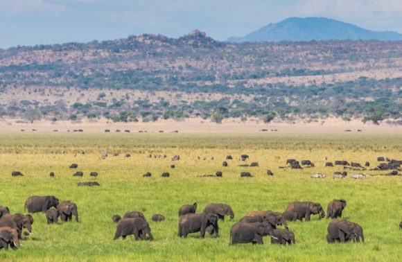 7 Days 6 Nights Tarangire – Lake Manyara – Ngorongoro Camping 2023
